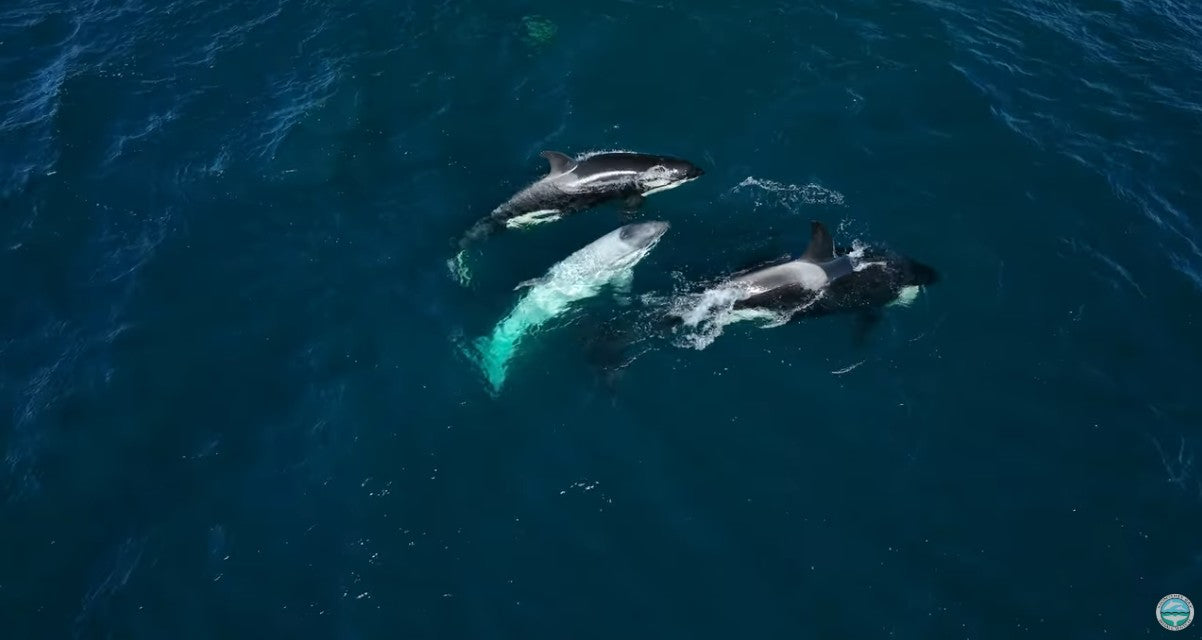 Load video: Frosty the Famous White Orca Whale CA216C1